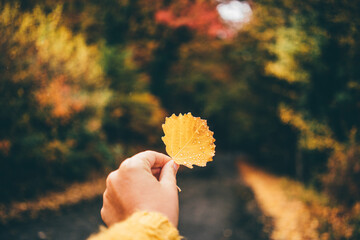 Hand holding an autumn maple leaf.