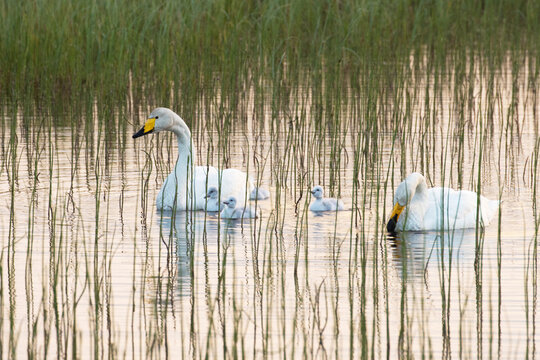 Whooper swan family during a summer evening in Northern Finland