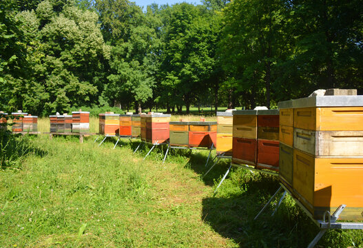 Bee houses in a park outdoor on the green