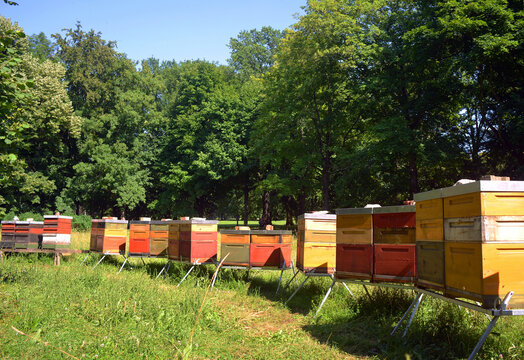 Beehives for honey production on a green with trees and wildflowers