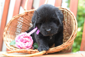 Newfaundland puppy sits in a basket