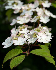 Japanese snowball, Viburnum plicatum