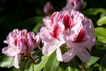 Rhododendron Hybrid