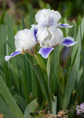 German iris, Iris barbata-nana