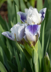 German iris, Iris barbata-nana