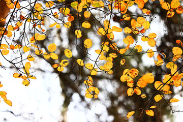 yellow tree crown background top, fall leaves majestic