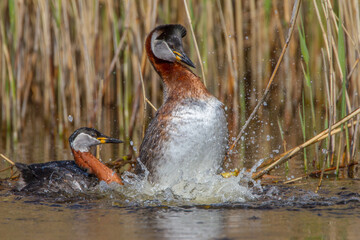 Rothalstaucher (Podiceps grisegena)