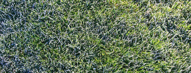 background green grass in frost weather lawn autumn