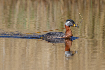 Rothalstaucher (Podiceps grisegena)