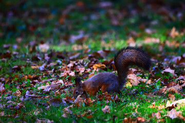 squirrel in the wildlife park rodent autumn