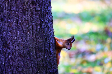 squirrel in the wildlife park rodent autumn