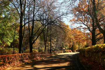 path in the autumn park sunny landscape wallpaper fall abstract