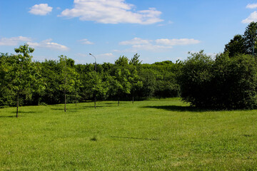 Freshly mowed lawn with trees growing on it