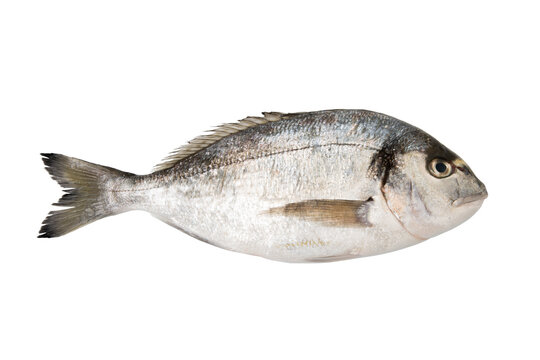 fresh bream 