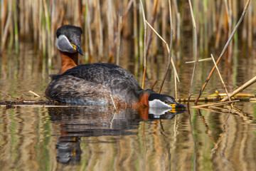 Rothalstaucher (Podiceps grisegena)