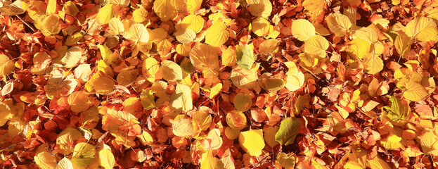 yellow fallen leaves abstract background, calendar golden fall