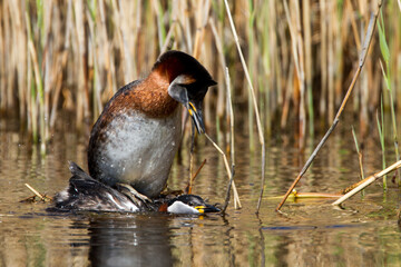 Rothalstaucher (Podiceps grisegena)