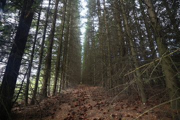 dense withered spruce forest ecology climate destroyed