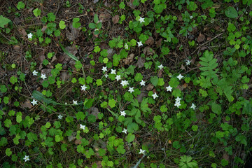 A carpet of One-flowered wintergreens blooming in their environment in a boreal forest in Estonia