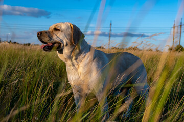 portrait of a white female labrador in the grass. Dog labrador fawn color in the grass between the ears against the background of the blue sky.