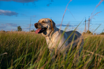 portrait of a white female labrador in the grass. Dog labrador fawn color in the grass between the ears against the background of the blue sky.