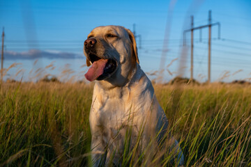 portrait of a white female labrador in the grass. Dog labrador fawn color in the grass between the ears against the background of the blue sky.