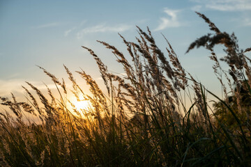 Sunset in the field. Ears of grass close-up. Dry grass close up. Spikelets against the blue sky. The rays of the sun pass through the ears.