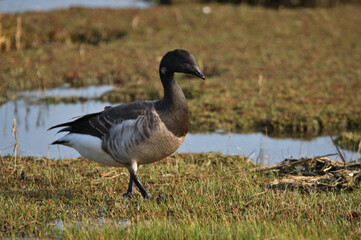 country goose on a pond