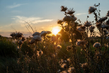 Sunset in the field. Ears of grass close-up. Dry grass close up. Spikelets against the blue sky. The rays of the sun pass through the ears.