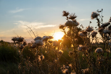 Sunset in the field. Ears of grass close-up. Dry grass close up. Spikelets against the blue sky. The rays of the sun pass through the ears.