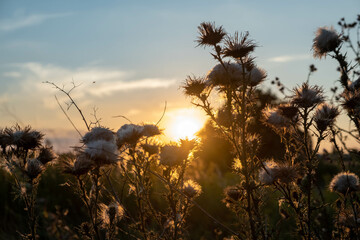 Sunset in the field. Ears of grass close-up. Dry grass close up. Spikelets against the blue sky. The rays of the sun pass through the ears.