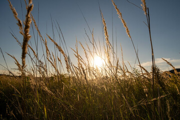 Sunset in the field. Ears of grass close-up. Dry grass close up. Spikelets against the blue sky. The rays of the sun pass through the ears.