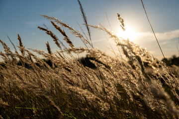 Sunset in the field. Ears of grass close-up. Dry grass close up. Spikelets against the blue sky. The rays of the sun pass through the ears.