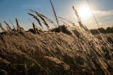 Sunset in the field. Ears of grass close-up. Dry grass close up. Spikelets against the blue sky. The rays of the sun pass through the ears.