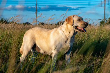 portrait of a white female labrador in the grass. Dog labrador fawn color in the grass between the ears against the background of the blue sky.