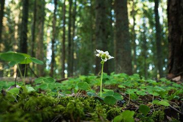Close-up of a One-flowered wintergreen blooming in its environment in a boreal forest in Estonia