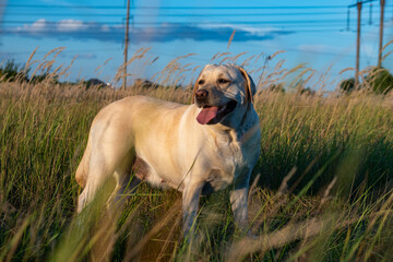 portrait of a white female labrador in the grass. Dog labrador fawn color in the grass between the ears against the background of the blue sky.