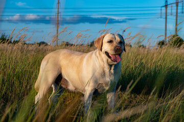 portrait of a white female labrador in the grass. Dog labrador fawn color in the grass between the ears against the background of the blue sky.