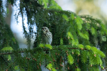 Wood pipit perched on a Spruce branch in a summery boreal forest in Estonia, Northern Europe