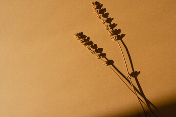 Flatlay of dry grass on orange background with soft blurred sunlight shadows. Aesthetic bohemian minimal top view, flat lay floral composition with copy space and sun light shades. Parisian vibes