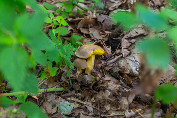 A wild mushroom grows in the autumn forest. Ukraine