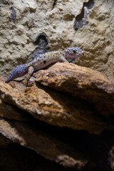 Leopard gecko lizard on the Stones.
Portrait of a leopard gecko.