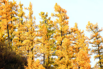 scenery yellow larch beautiful autumn forest, ecology climate change