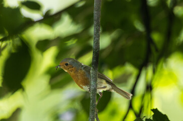 European robin (Erithacus rubecula) siting