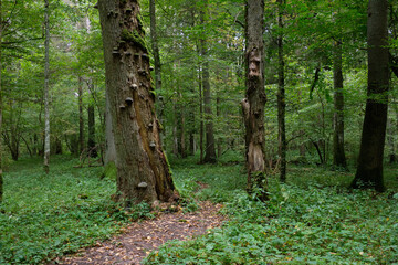Shady deciduous tree stand
