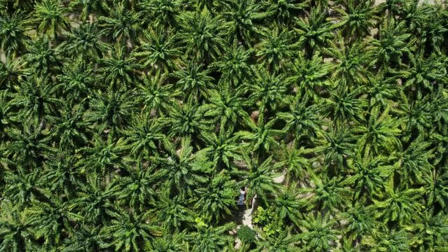 Drone aerial view flying over oil palm plantation fields, Aceh Province, Indonesia