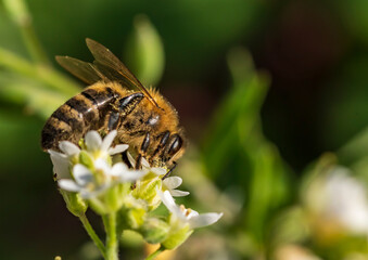 Eine Biene an einer weißen Blüte