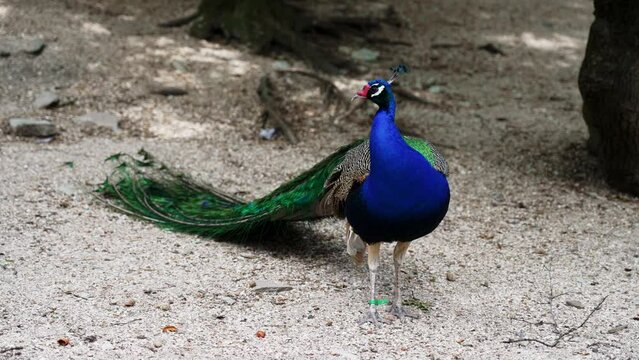 Beautiful peacock with a folded tail in a zoo.