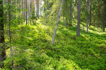 Fototapeta na wymiar Lush and summery Pine grove in rural Estonia