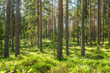Fototapeta premium Lush and summery Pine grove in rural Estonia